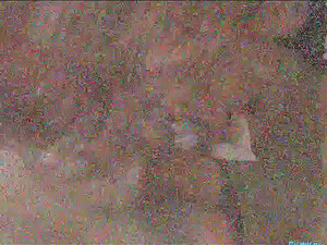 Женщина сосет пенис любимому мужу и дает